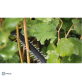 BOSCH UniversalHedgeCut 18-55 gyvatvorių žirklės 