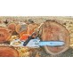 STIHL MS 291 motorzāģis  